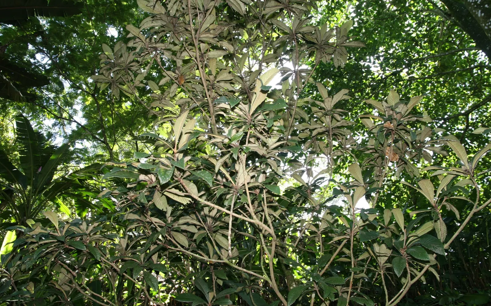 Loquat foliage showing the large corrugated leaves in rosettes at the shoot tips