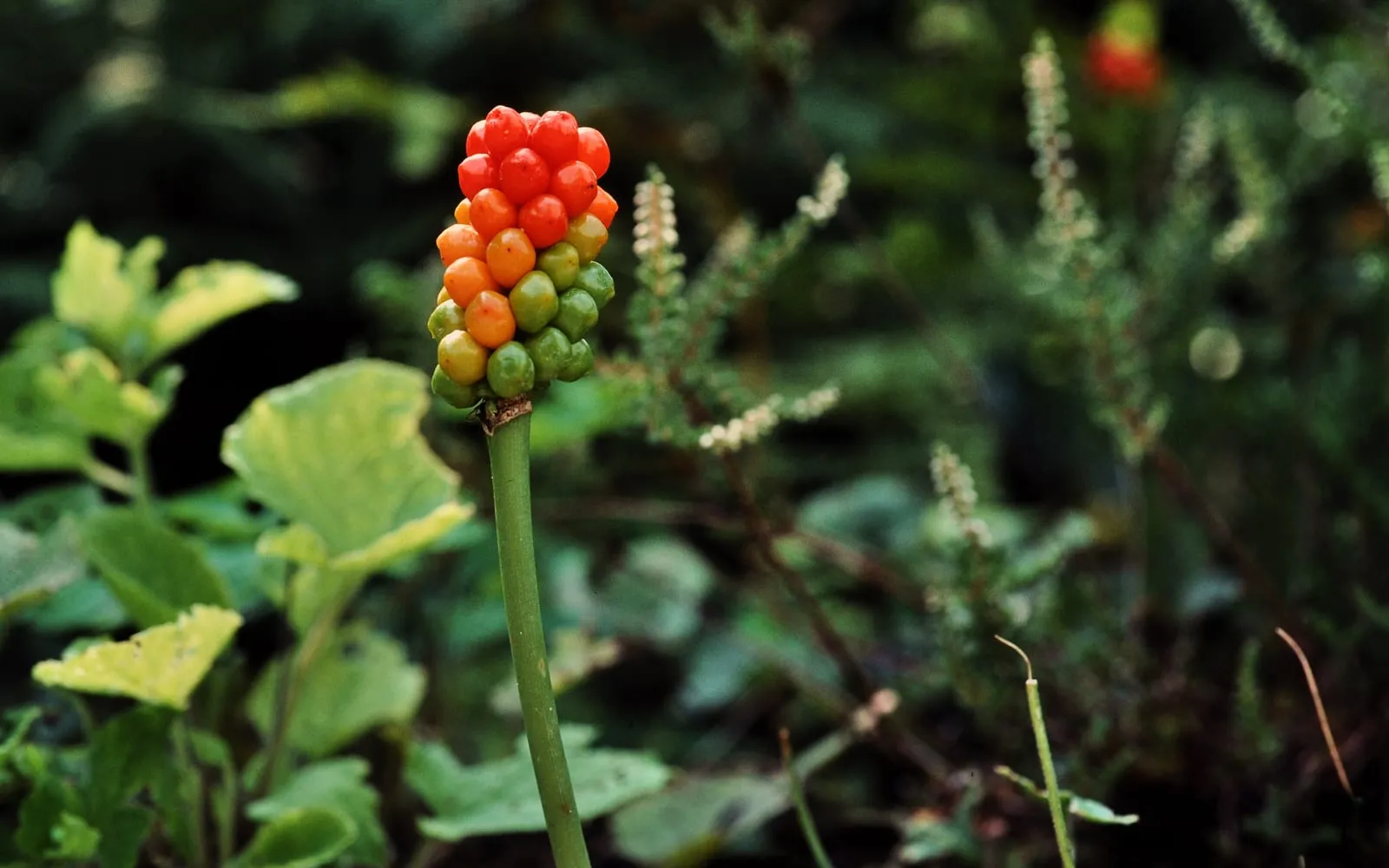 A spike of orange and red lords and ladies berries on a bare green stalk in a shaded hedge bottom