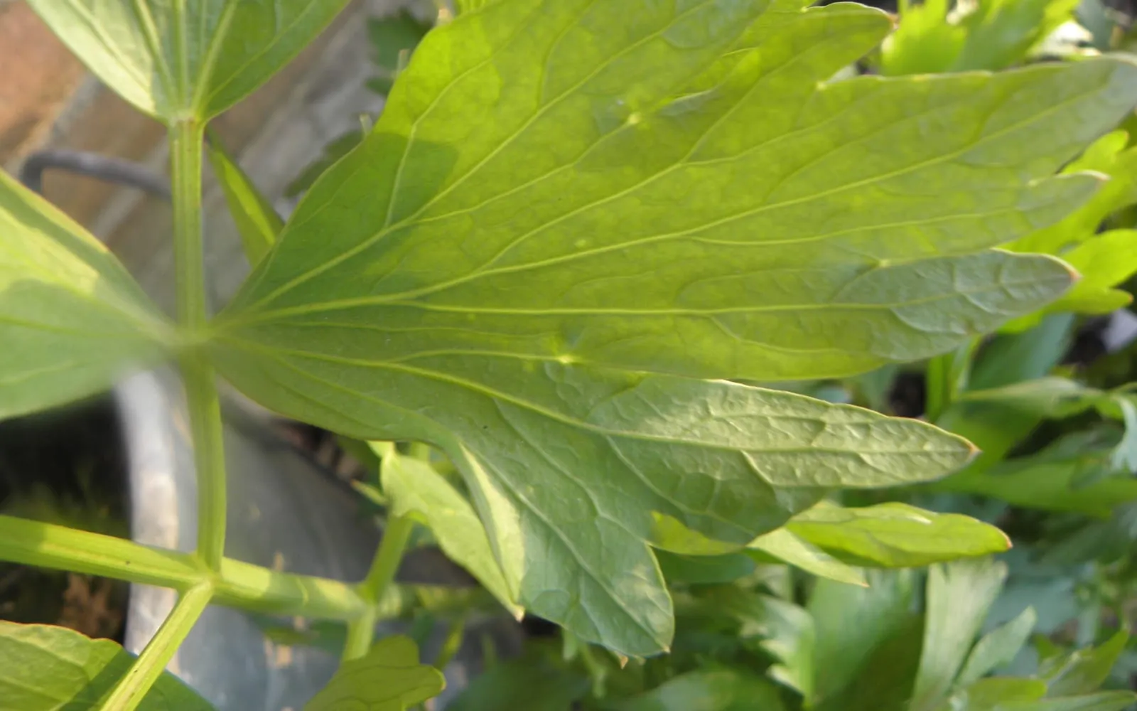 A lovage leaf backlit by the sun, divided into broad toothed leaflets