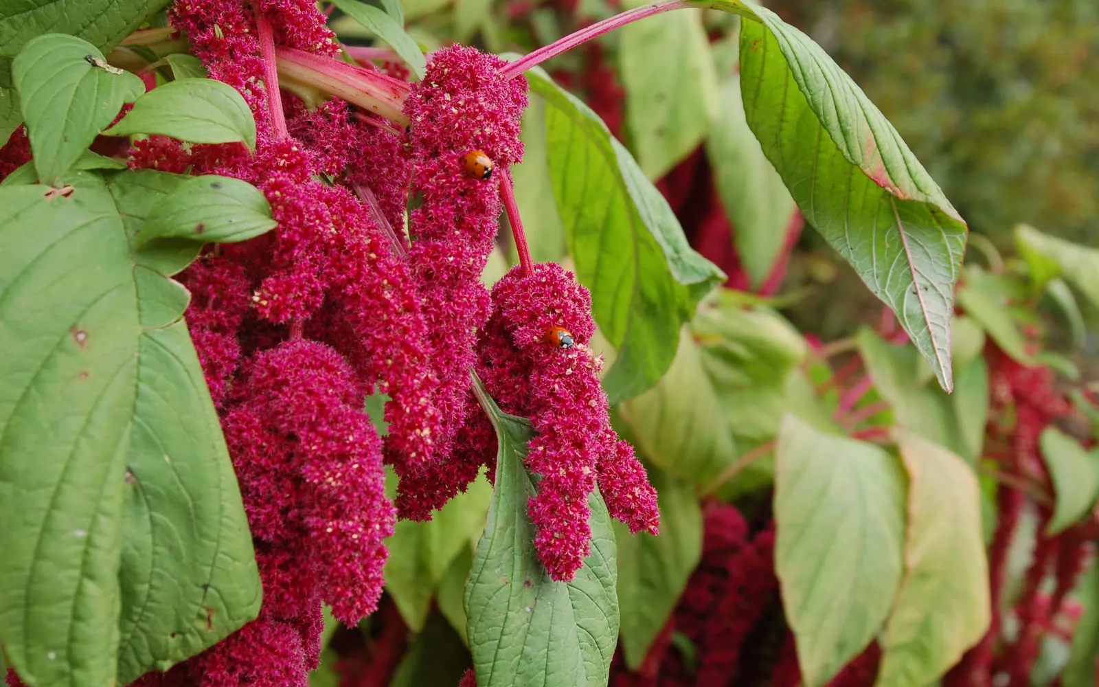 Long crimson love-lies-bleeding tassels hanging among broad green leaves