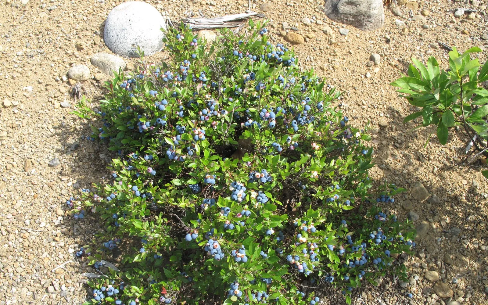 A lowbush blueberry plant covered in ripe blue berries on sandy ground