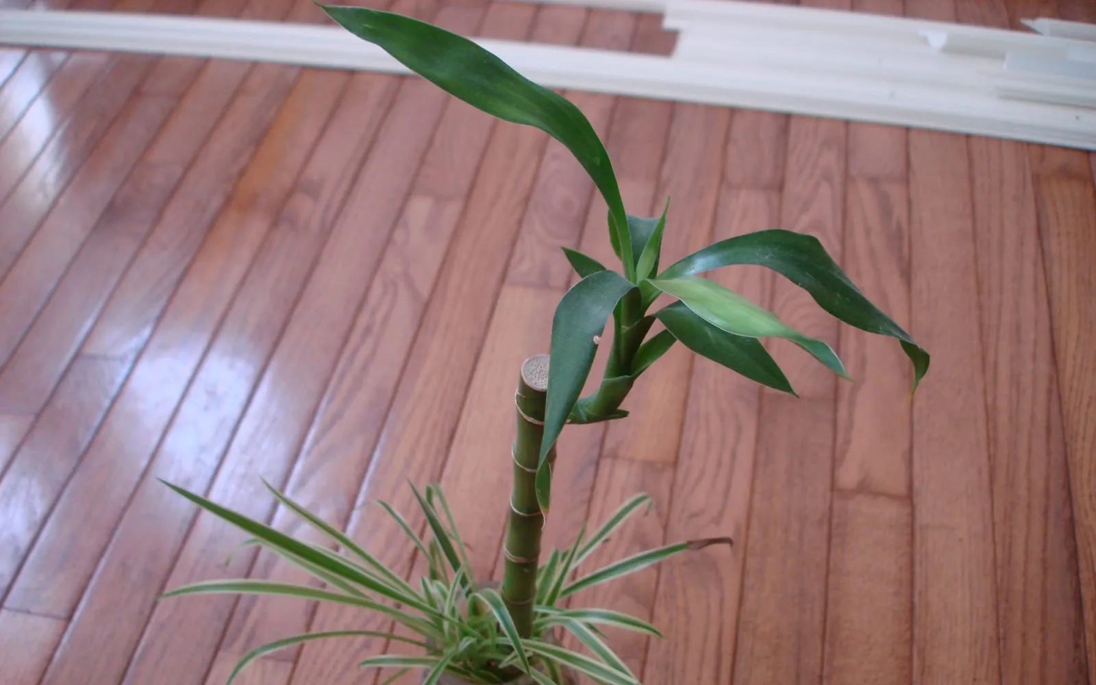 A single lucky bamboo cane with jointed green stem and glossy strap-shaped leaves