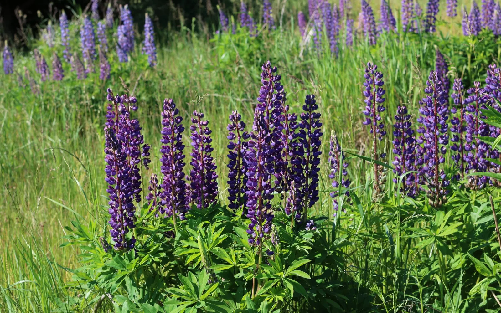Dense purple lupin spikes rising above whorled palmate leaves in rough grass