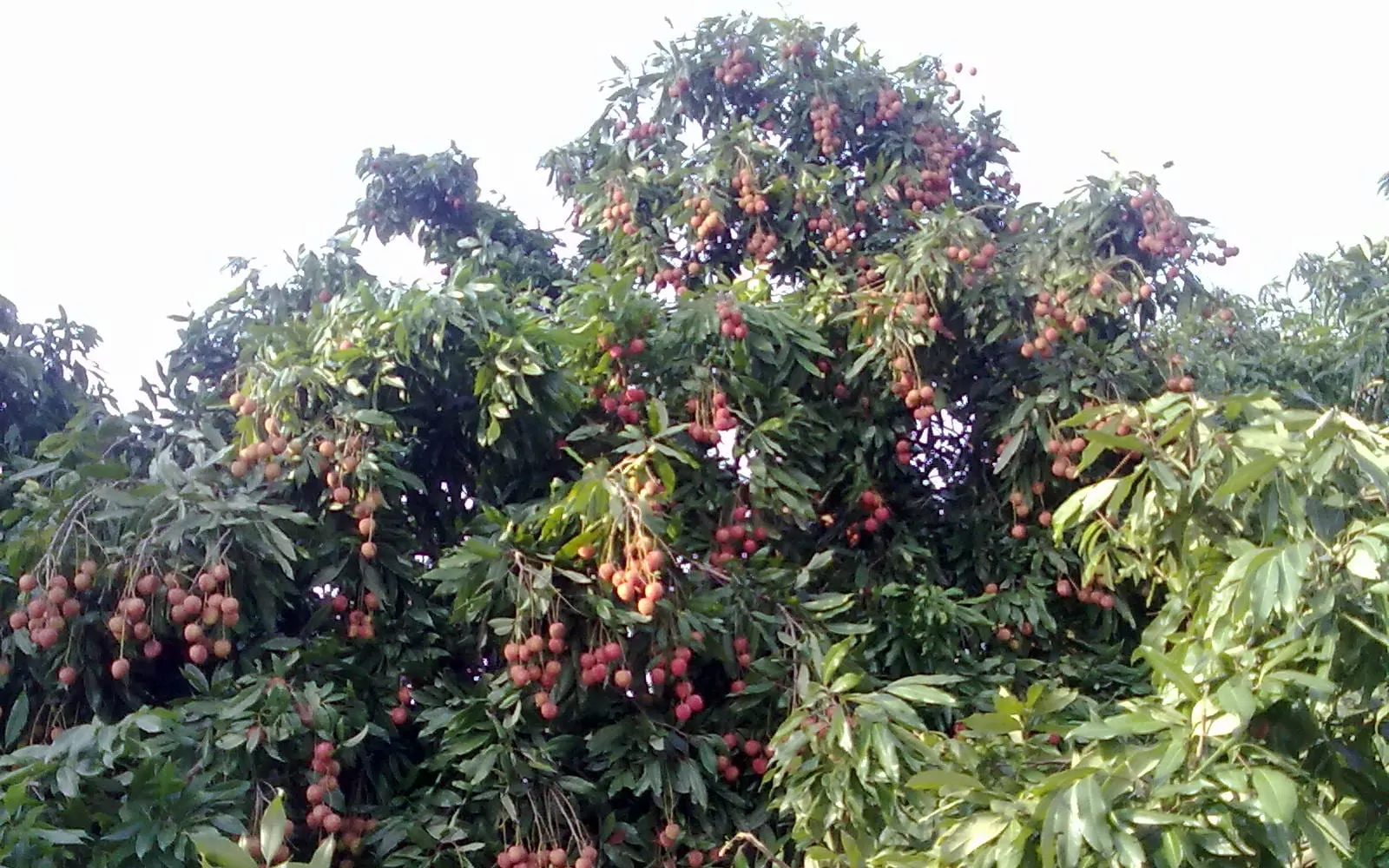 A lychee tree carrying clusters of pink-red bumpy fruit