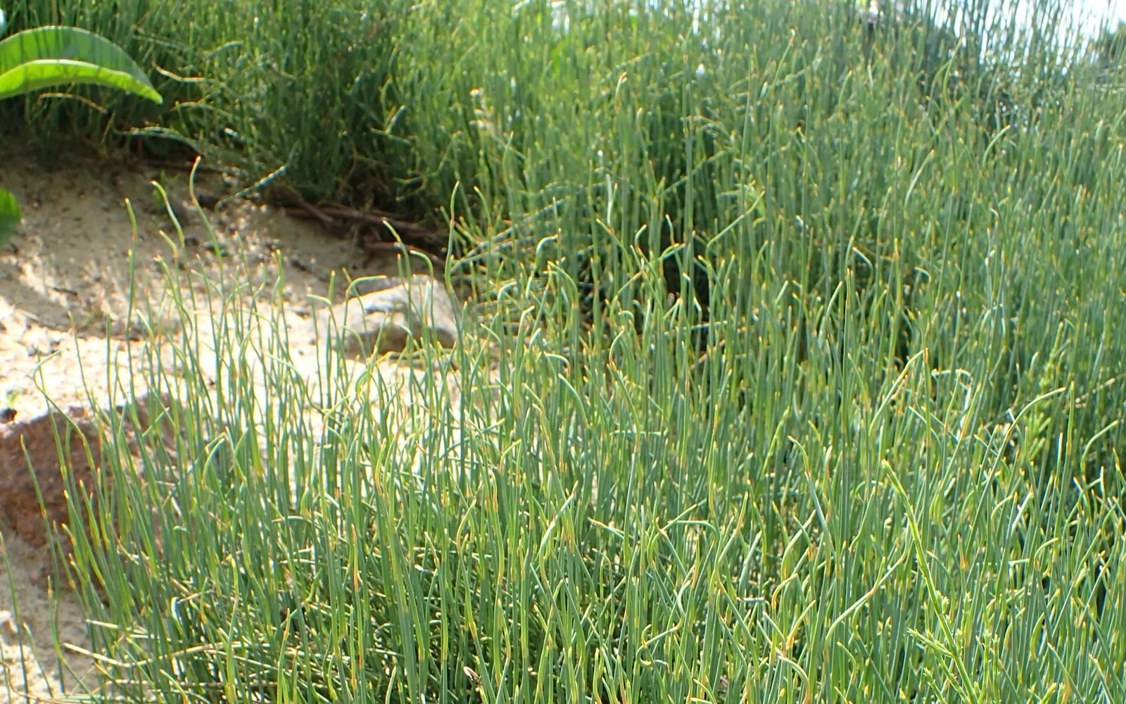 A dense tuft of ma huang, built from slender jointed green stems with no true leaves