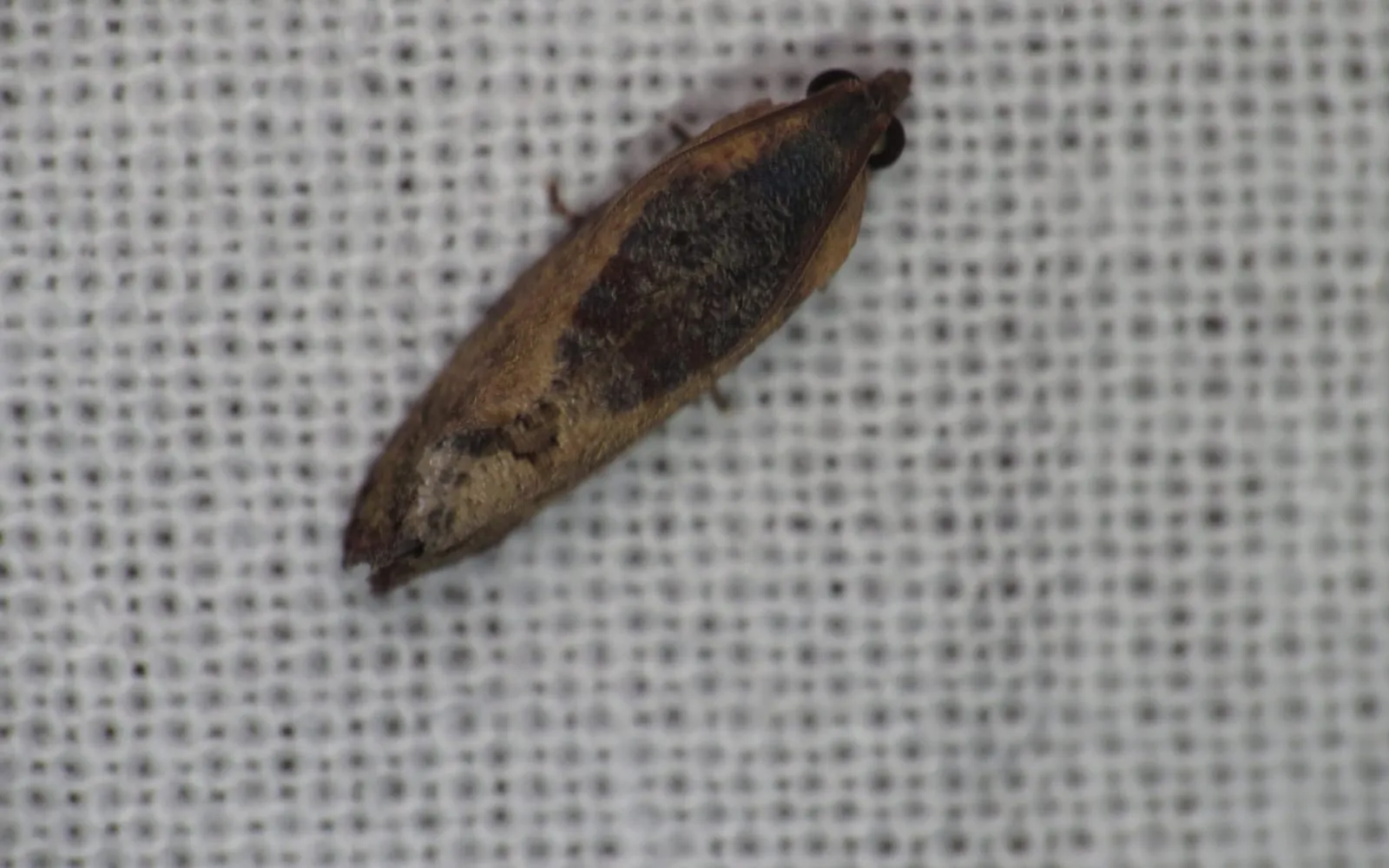 A small brown moth with a dark blotch across its folded wings, resting on a white light-trap sheet