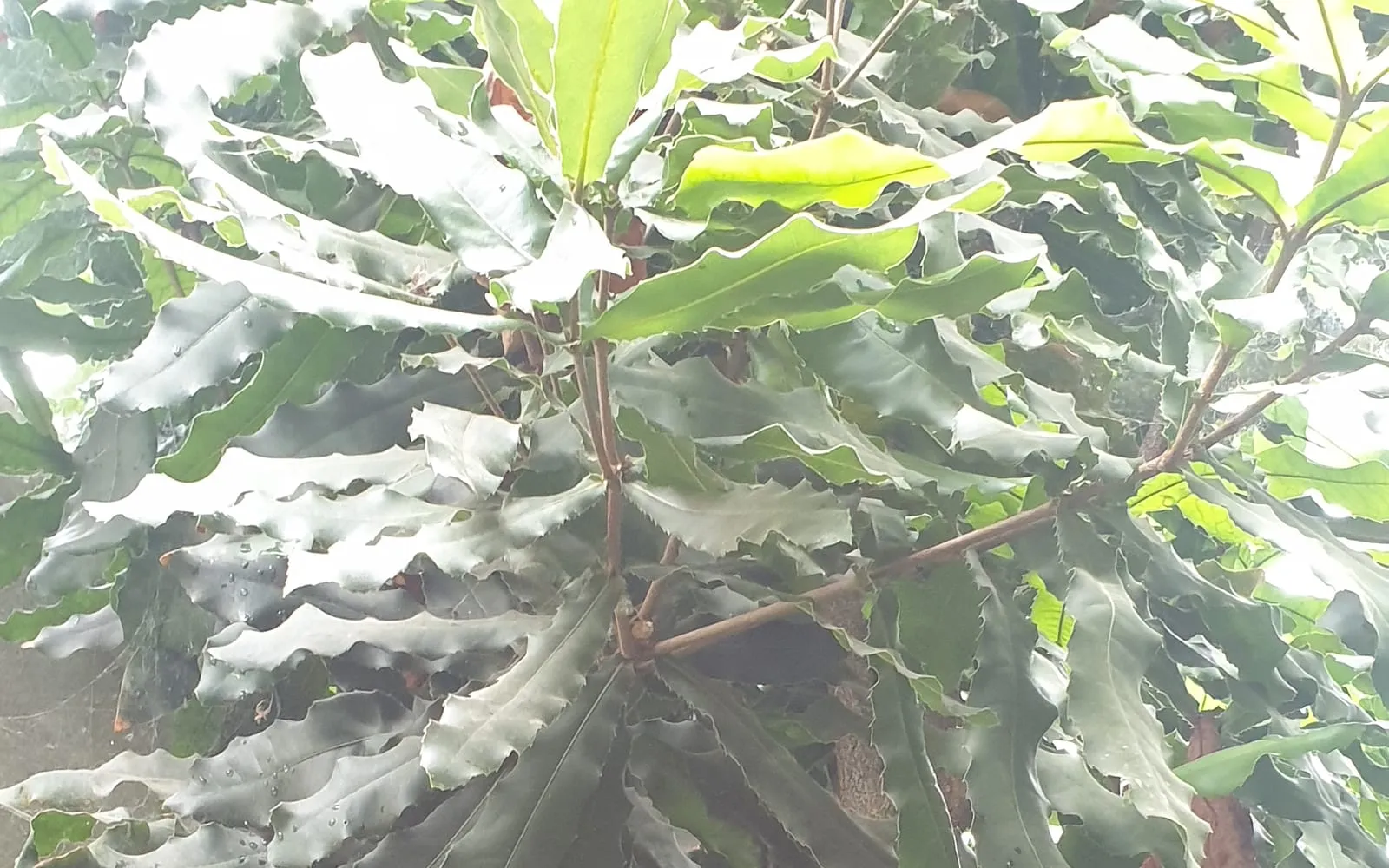 Glossy, dark green macadamia tetraphylla leaves with sharply spiny toothed margins, arranged in whorls around the stem
