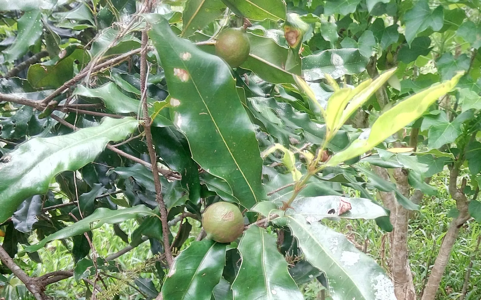 Green husked macadamia nuts on the branch among stiff whorled leathery leaves