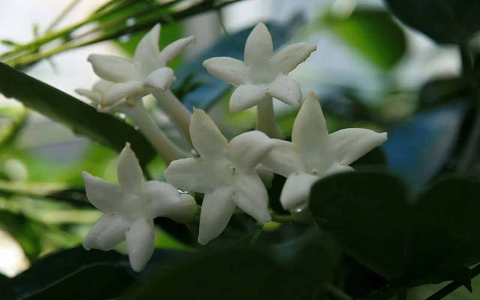 Waxy white star-shaped Madagascar jasmine flowers among glossy dark green leaves