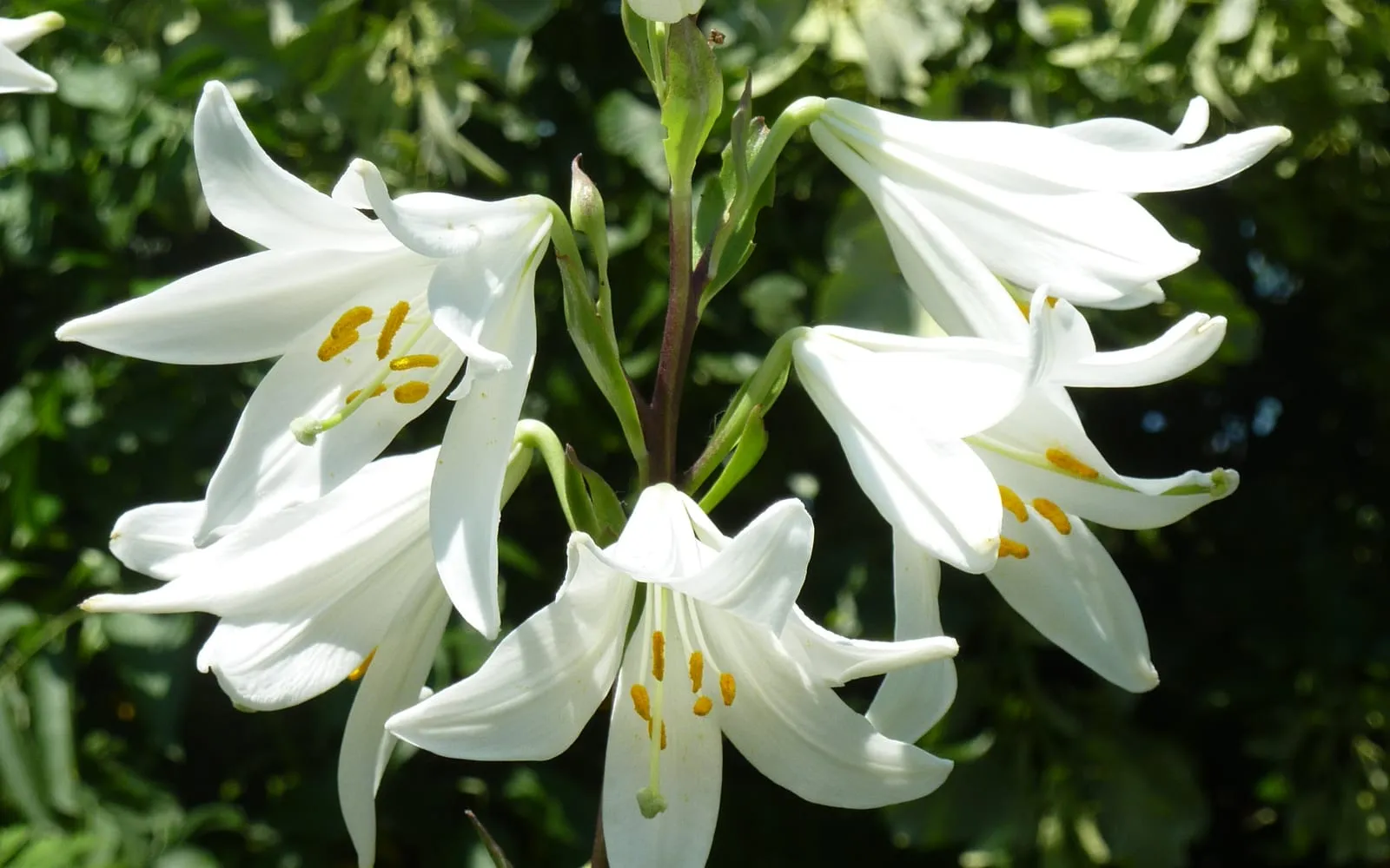 A cluster of pure white, unmarked Madonna lily trumpet flowers with golden-yellow anthers, on a single upright stem