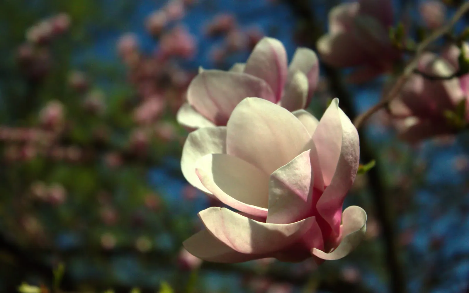 A pale pink magnolia goblet opening on bare wood against blue sky, with unopened buds behind