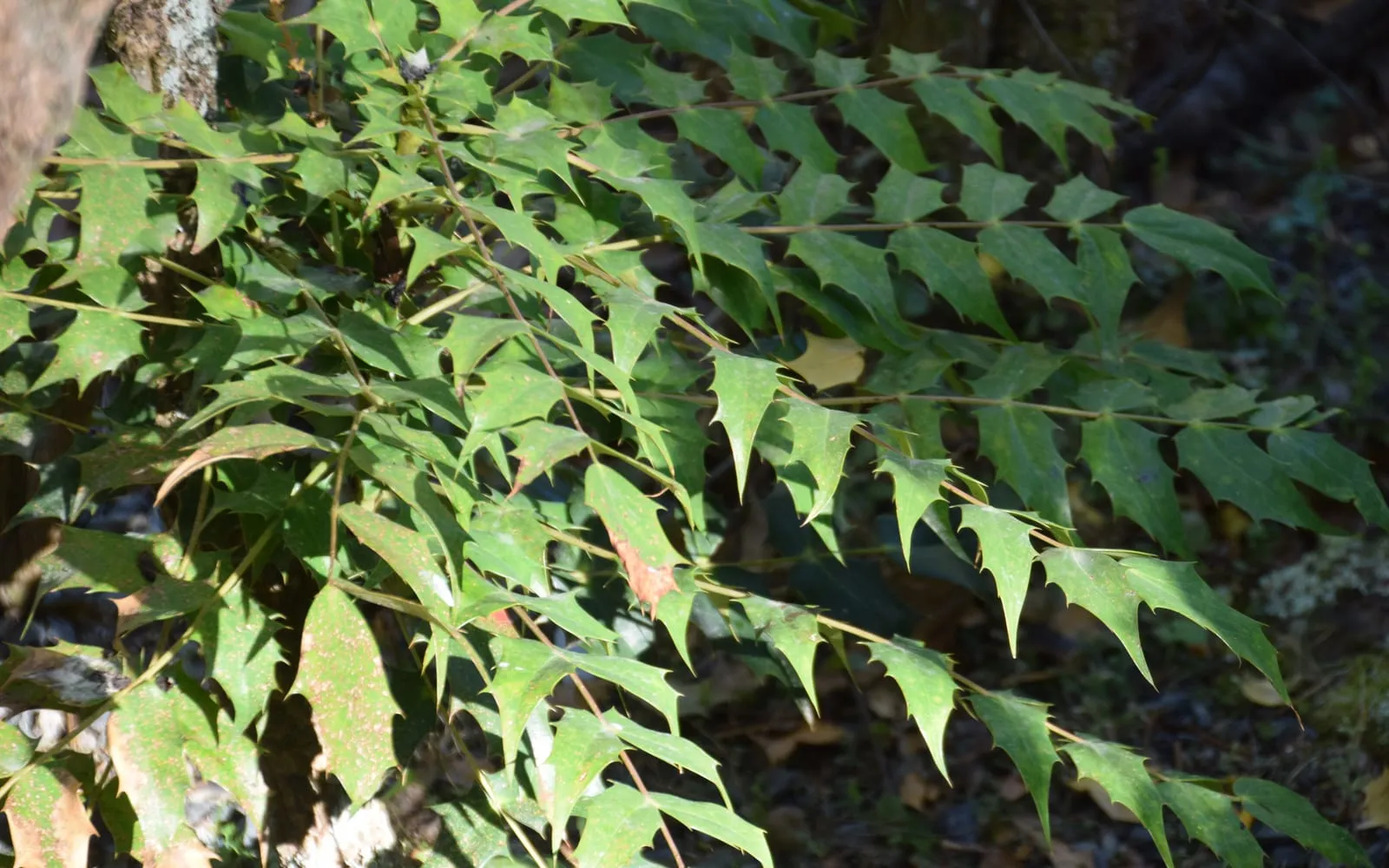 Large pinnate mahonia leaves made of paired holly-like leaflets with spiny margins