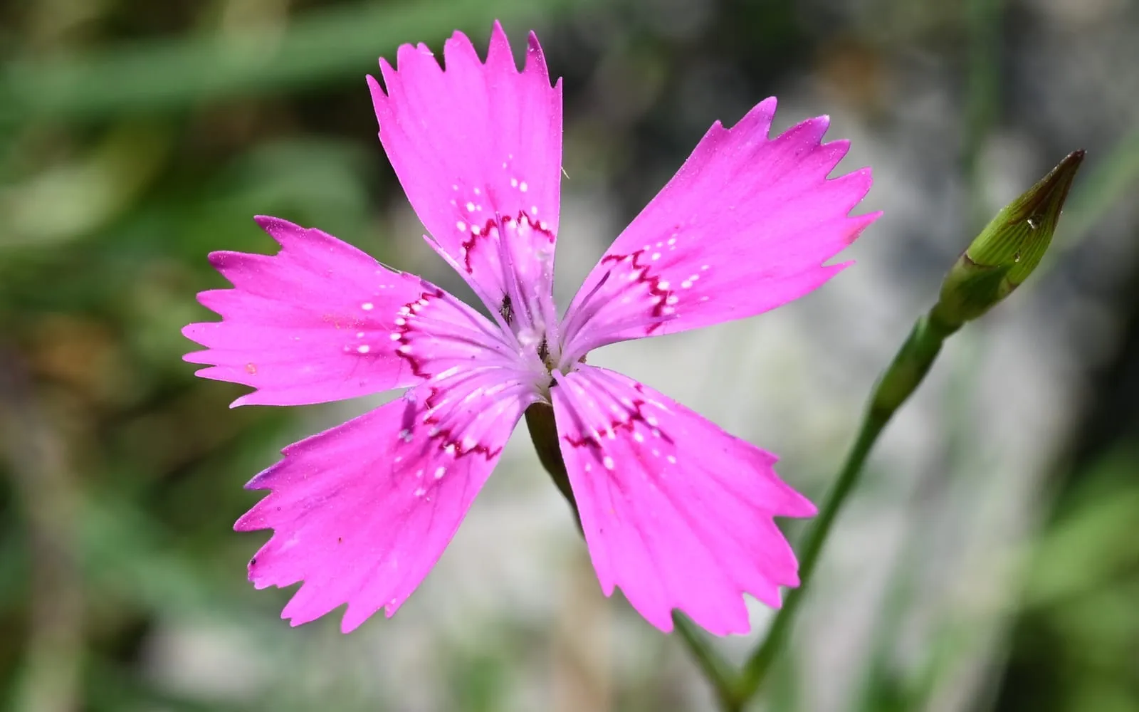 A single maiden pink flower with toothed magenta-pink petals marked with a darker triangular blotch at the base of each.