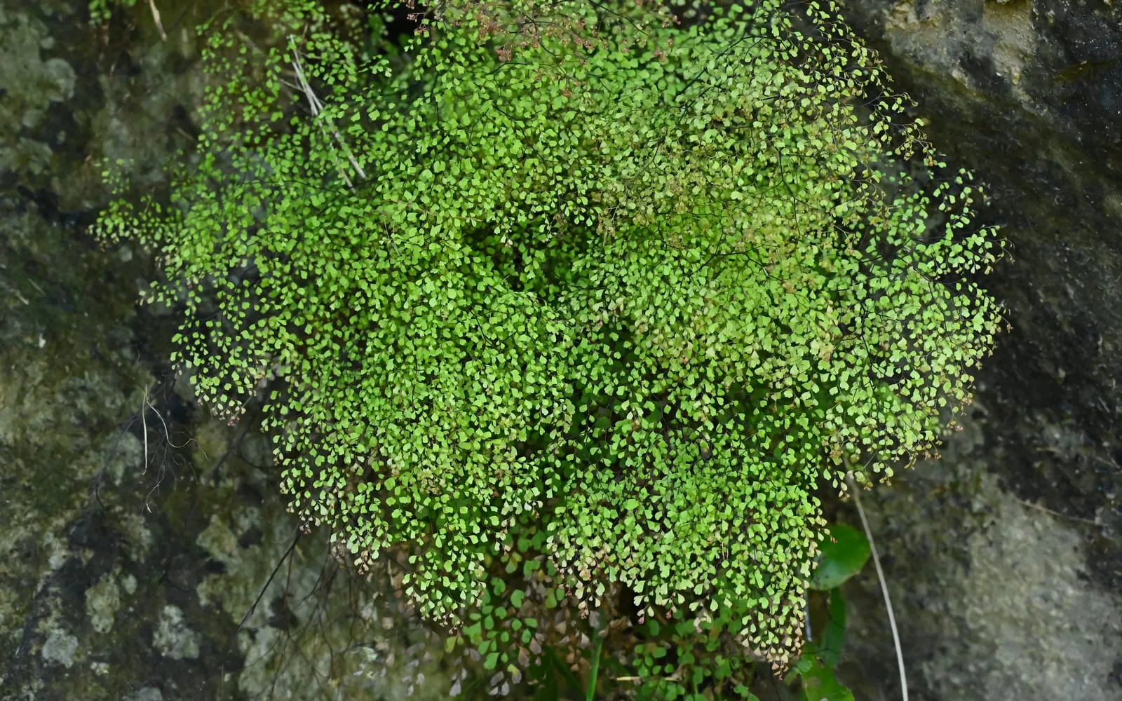 A cascade of fine fan-shaped maidenhair fern leaflets on wiry dark stalks against damp rock