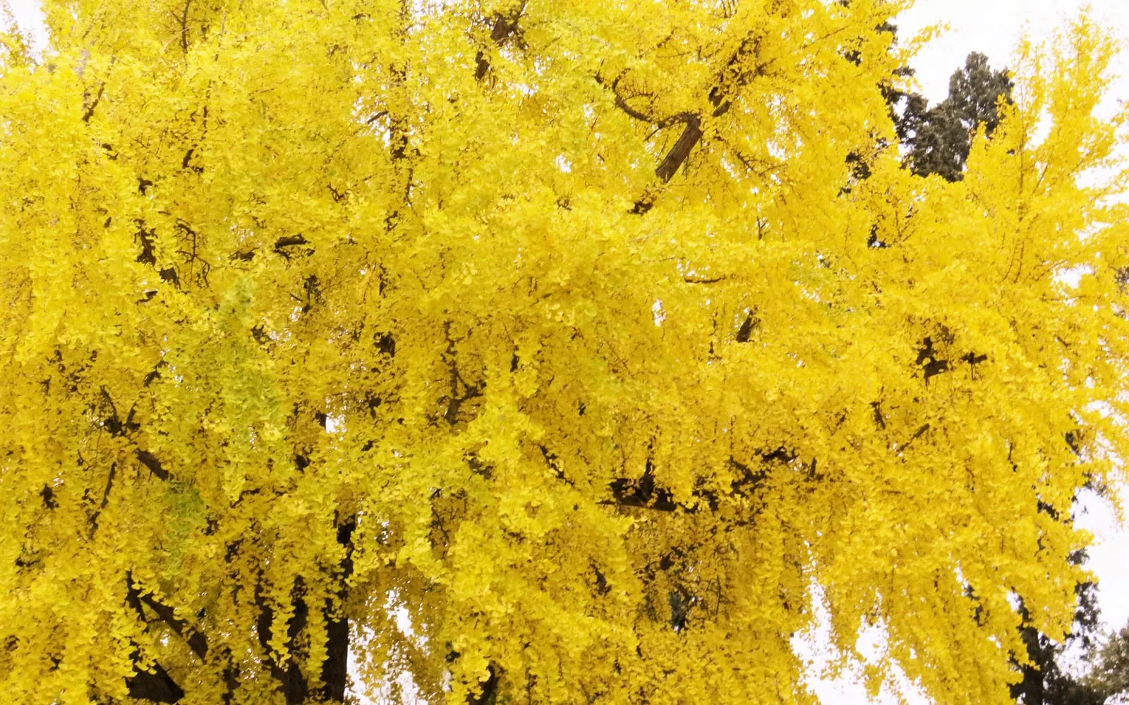 A maidenhair tree canopy turned uniformly bright gold in autumn