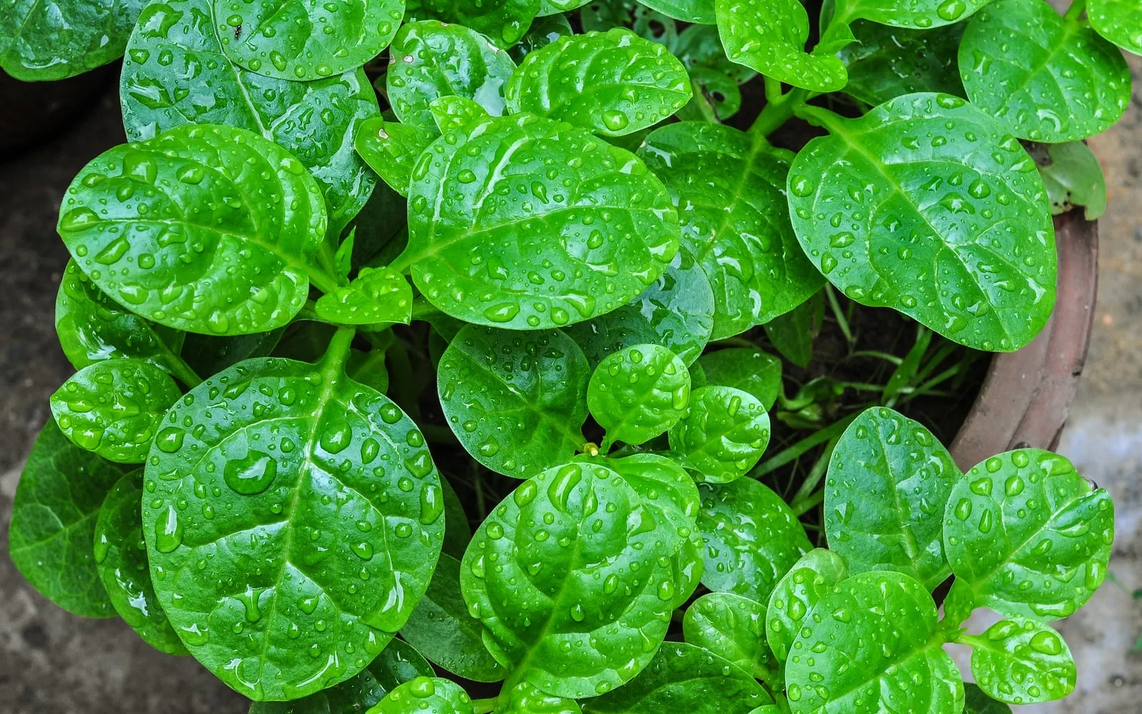 Malabar spinach in a pot, the thick glossy oval leaves holding beads of rain