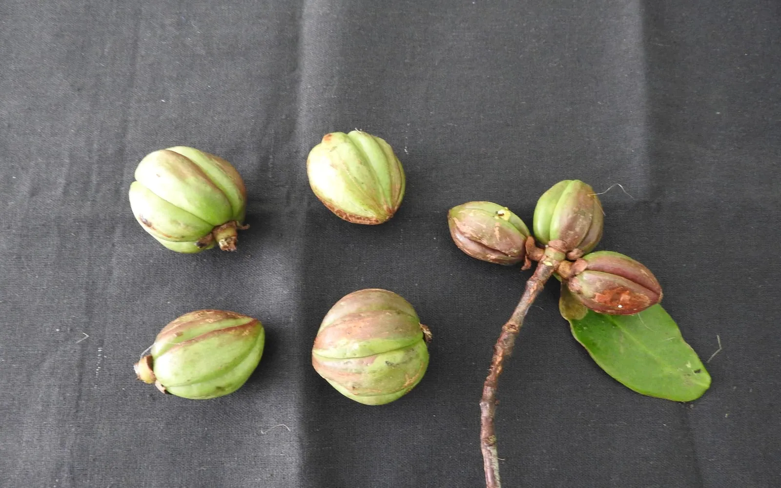 Malabar tamarind fruit, deeply grooved like a small ribbed pumpkin, on a cut shoot
