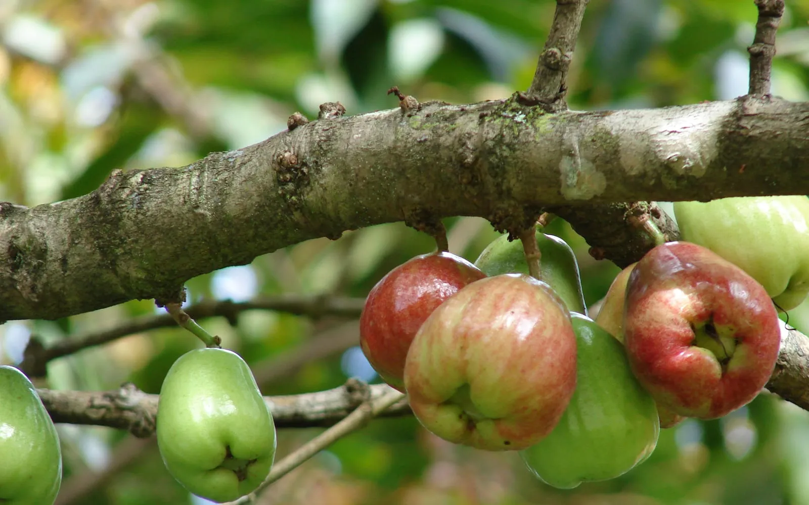 Deep crimson pear-shaped Malay apples growing along a branch