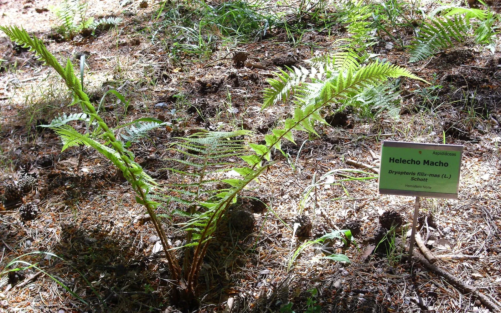 A young male fern with arching, deeply divided pinnate fronds growing from pine leaf litter, next to a botanical garden label confirming Dryopteris filix-mas