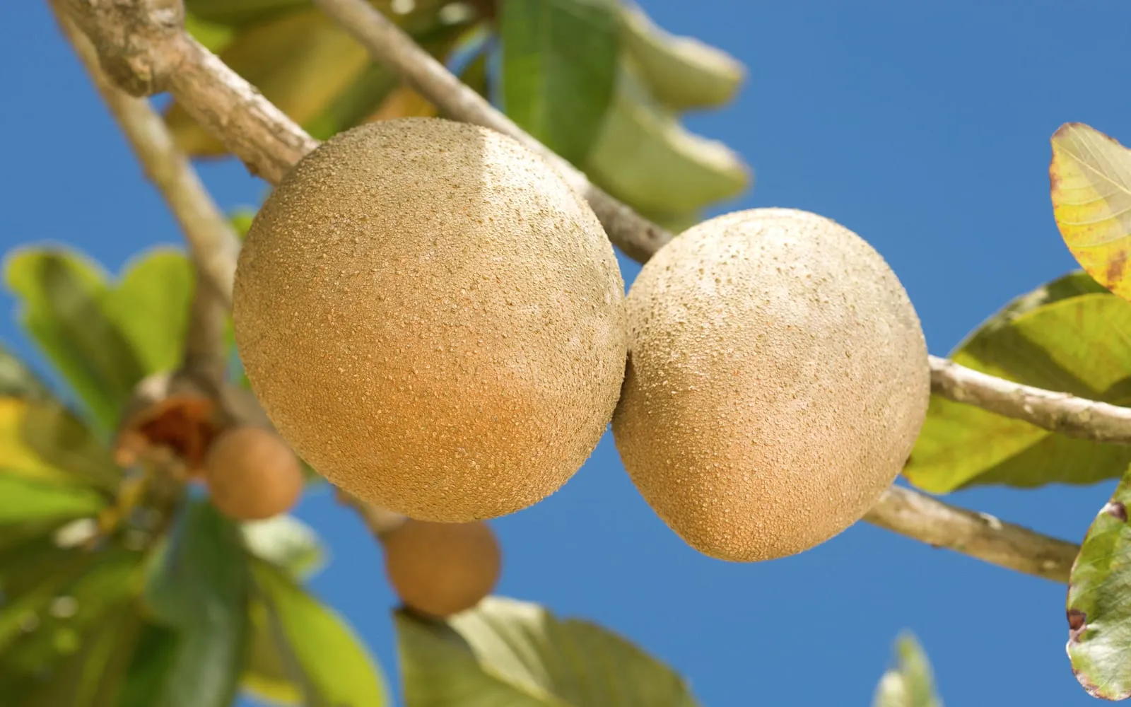 Two brown sandpapery mamey sapote fruit on the branch against a blue sky