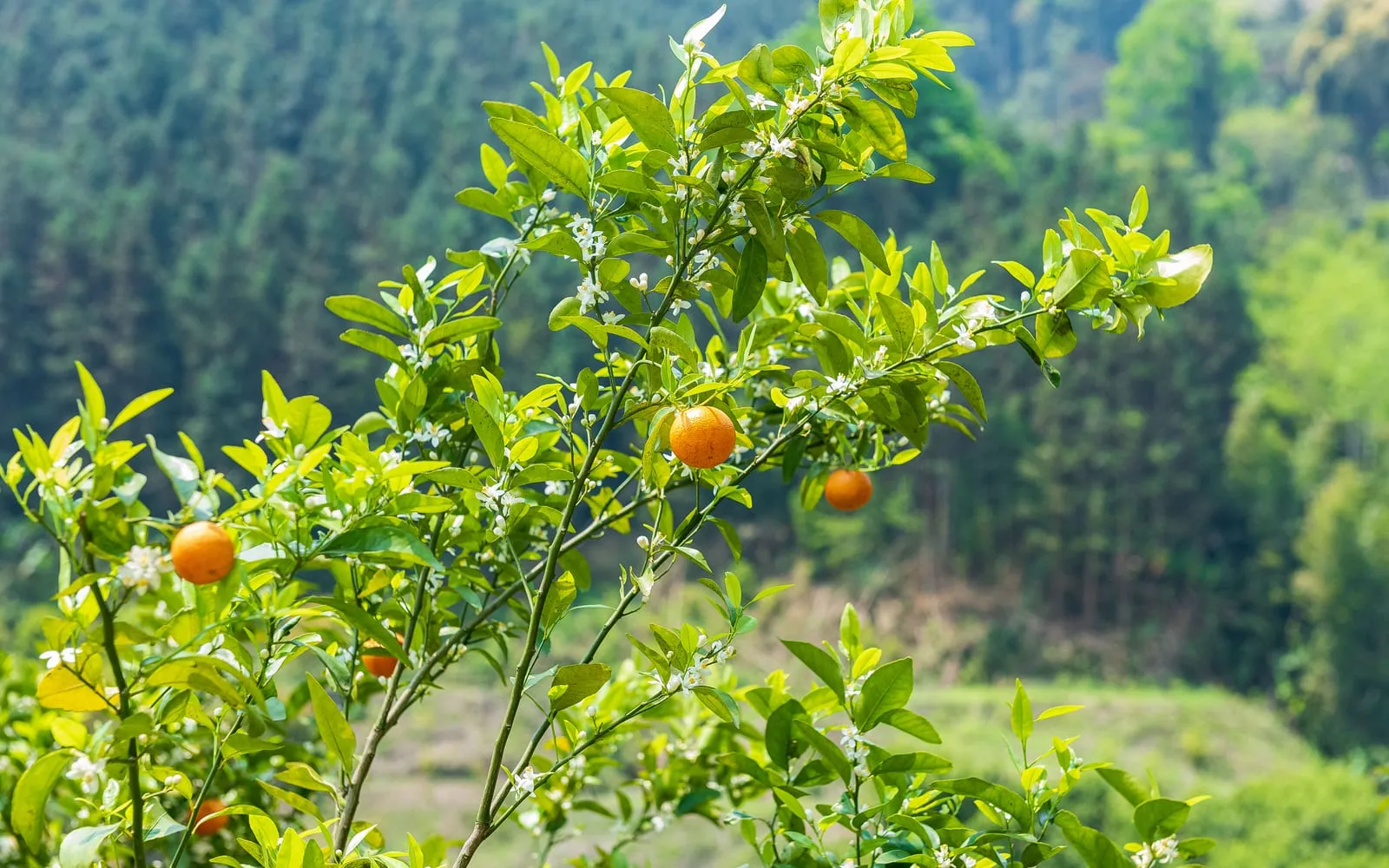 A mandarin tree carrying orange fruit and white blossom on a hillside