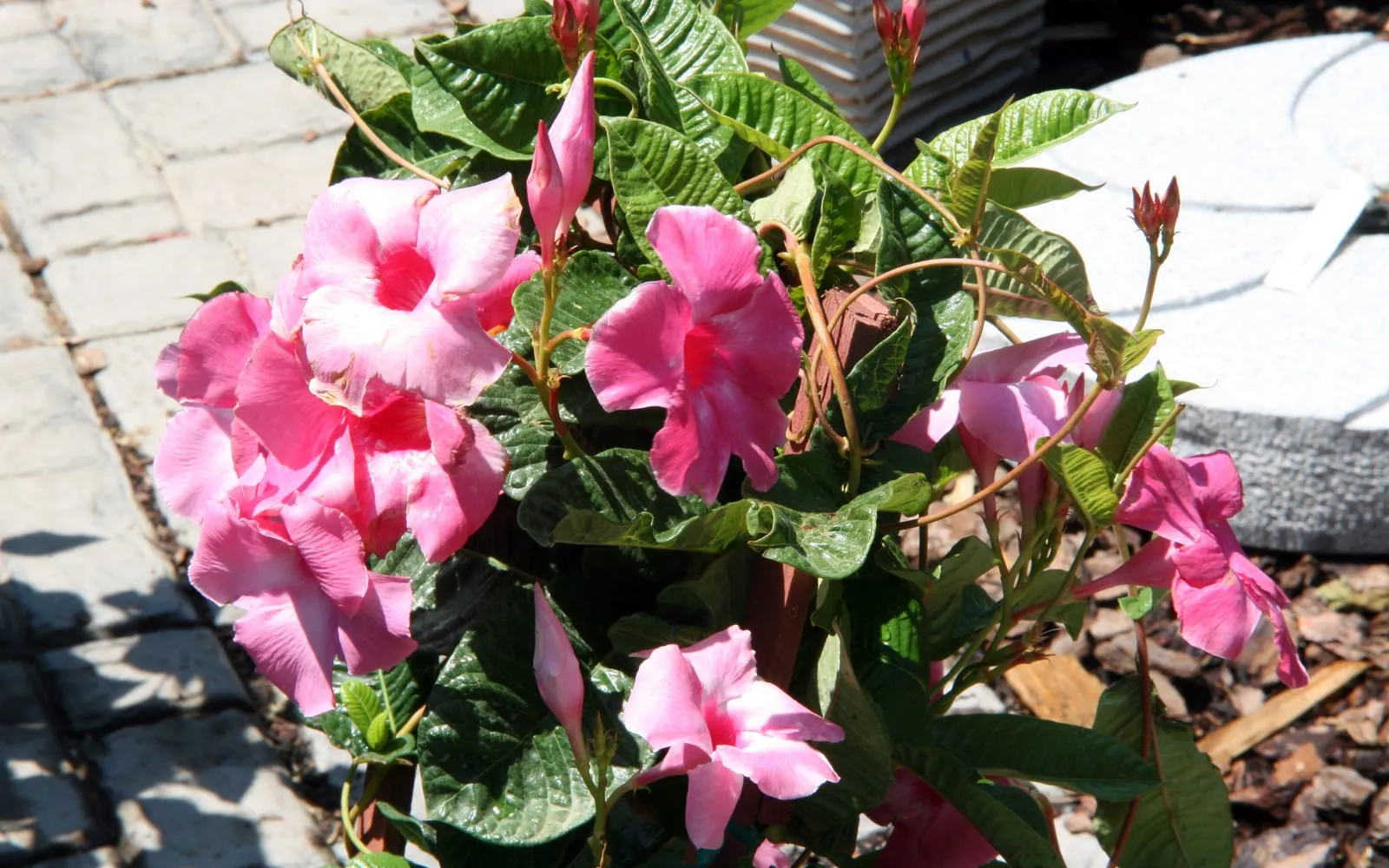 Bright pink mandevilla trumpet flowers with a darker throat among glossy dark green leaves