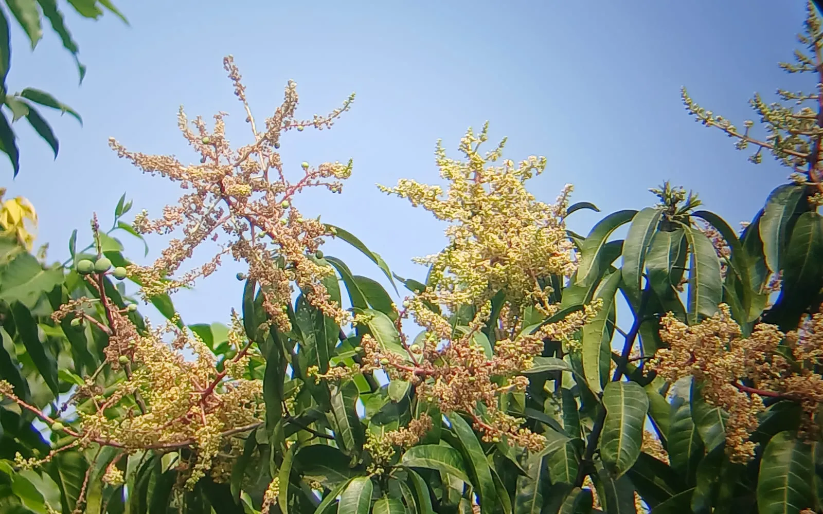 Mango flower panicles standing above the narrow leaves against a blue sky