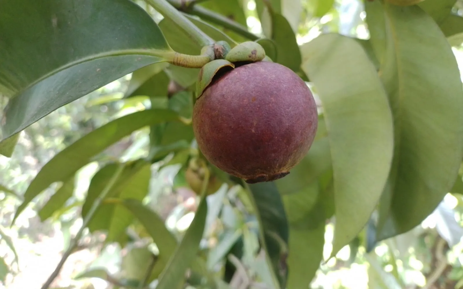 A single deep purple mangosteen hanging on the branch among leathery leaves