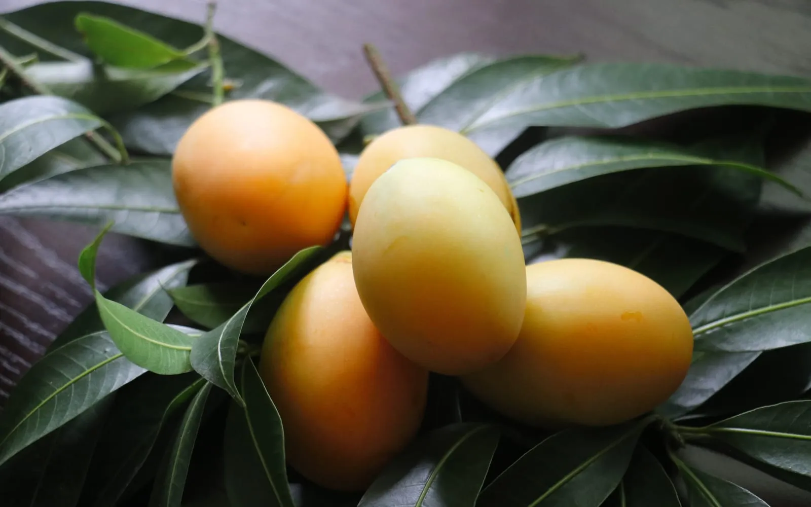 Orange maprang fruit lying on the glossy dark green lance-shaped leaves