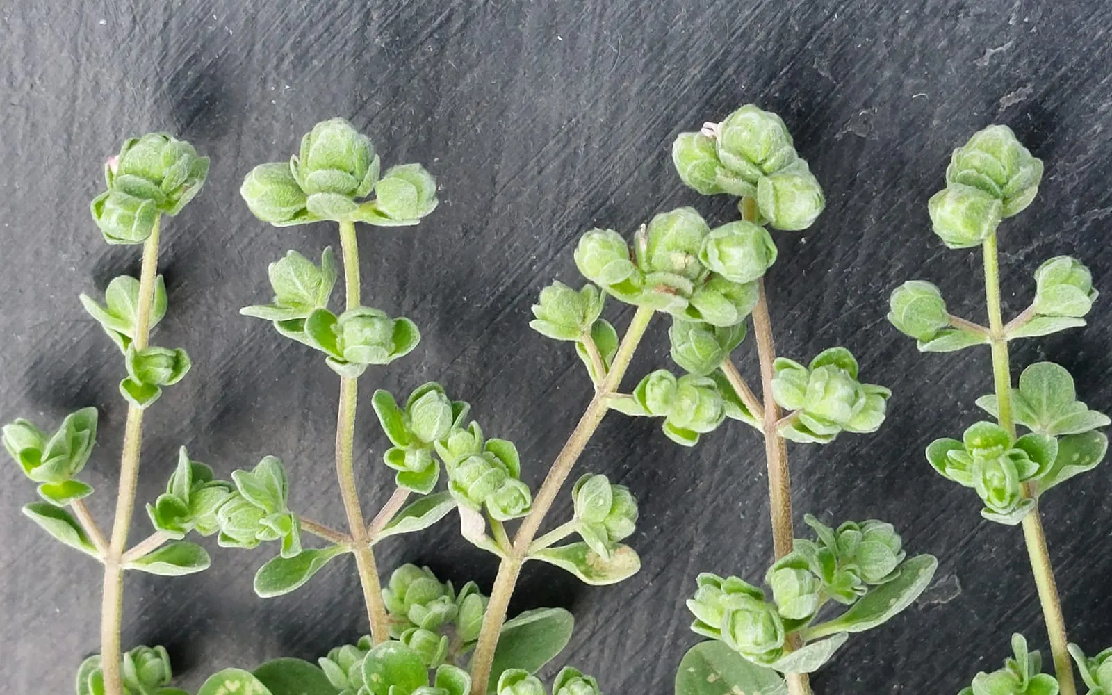 Cut sweet marjoram stems showing the grey-green velvety leaves and the knotted flower buds