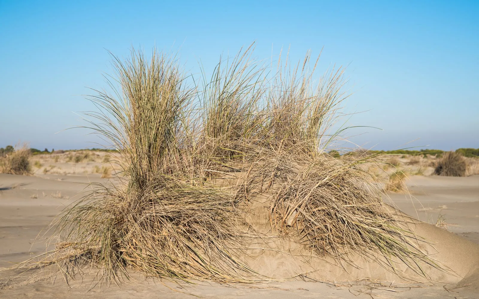 A tussock of marram grass with tightly rolled blue-green leaves growing on a sand dune