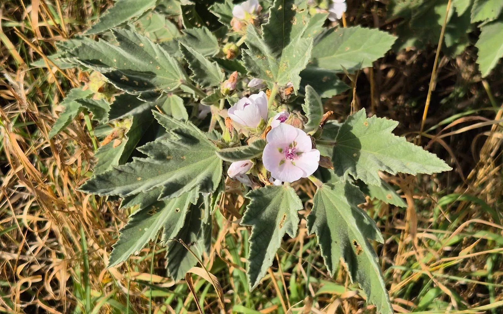 Marsh mallow in pale pink flower, the leaves grey-green and velvety