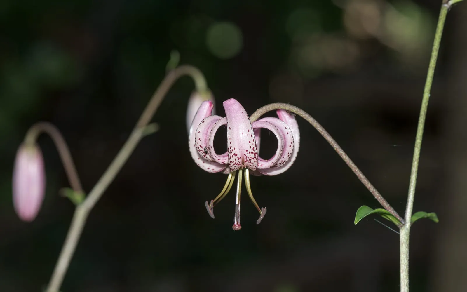 A dusky pink martagon lily flower with dark spotting and petals rolled back into a Turk's cap, hanging from a woodland stem