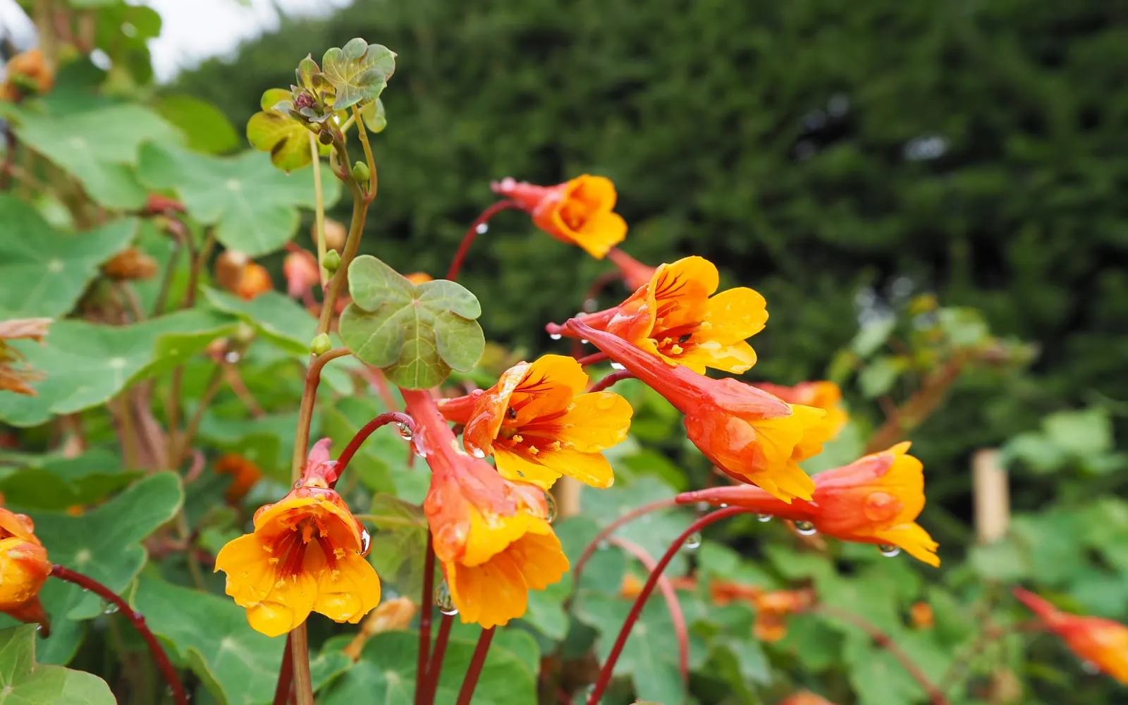 Orange and red long-spurred mashua flowers above round peltate nasturtium-like leaves