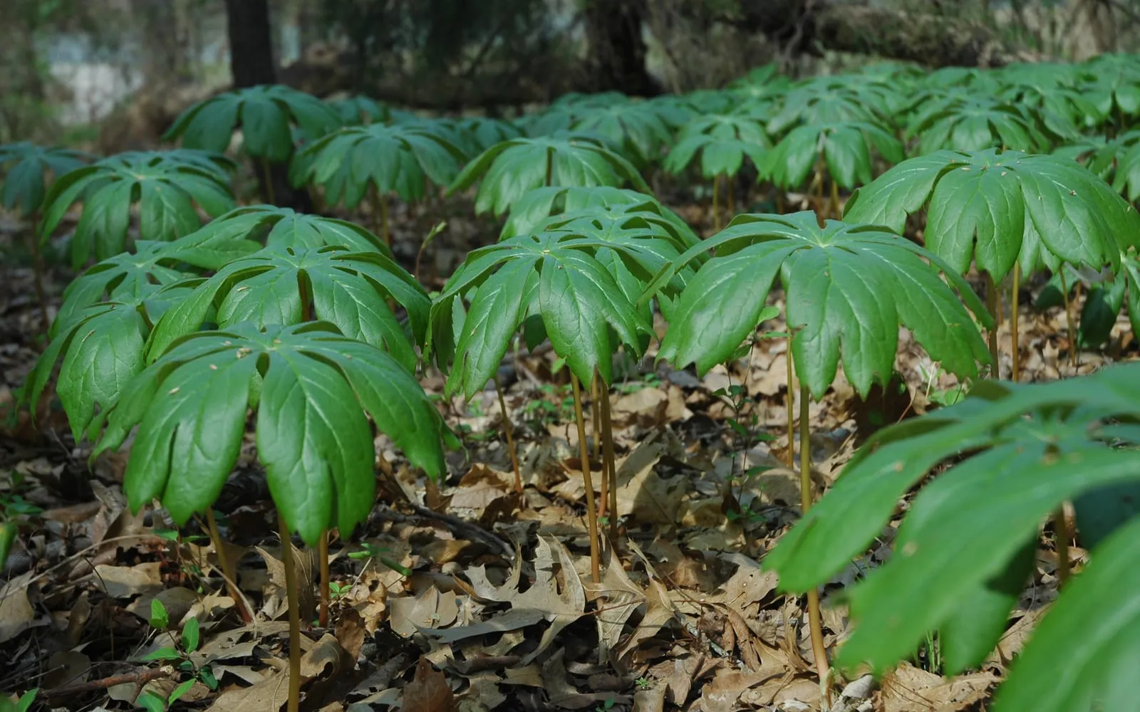 A colony of mayapple, each umbrella-like leaf held flat on a single central stalk