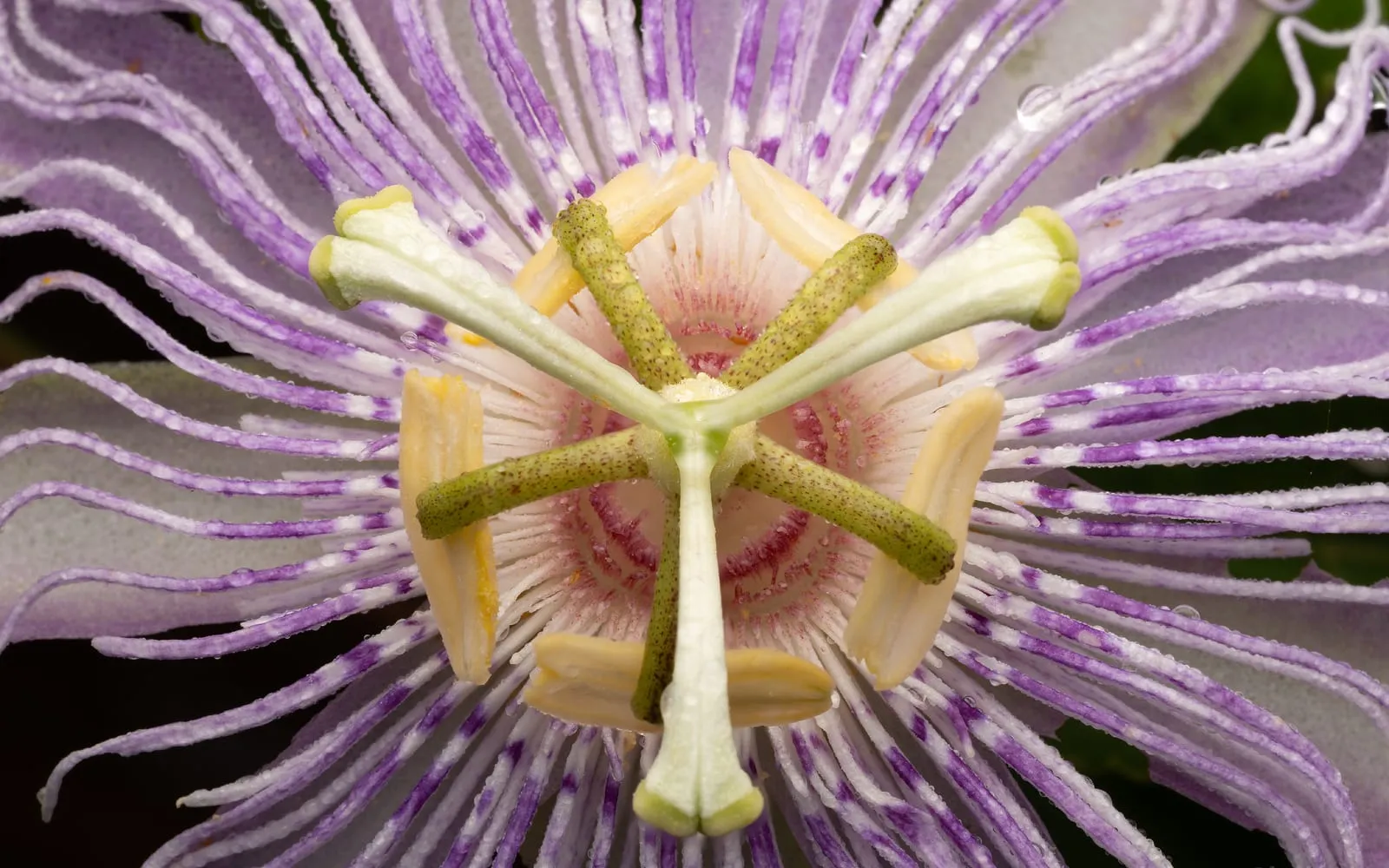 Close-up of a Passiflora incarnata flower, with radiating purple and white filaments around green-and-cream banded stamens and pistil