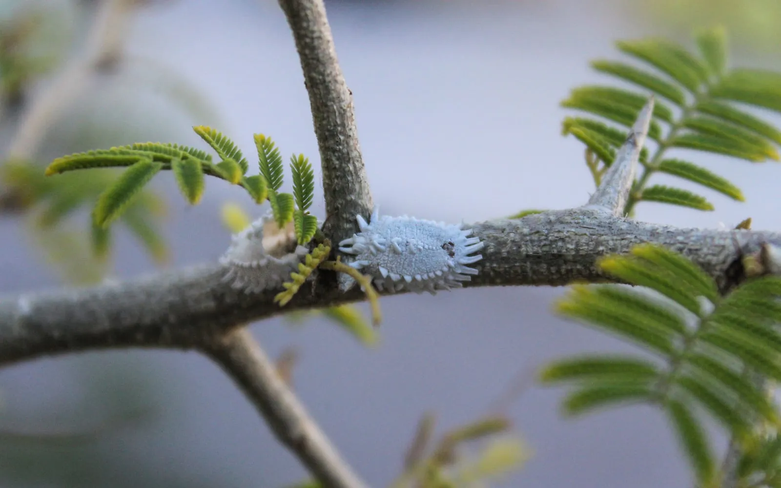 A pale grey segmented insect fringed with short white waxy spines, sitting on a woody stem beside a thorn