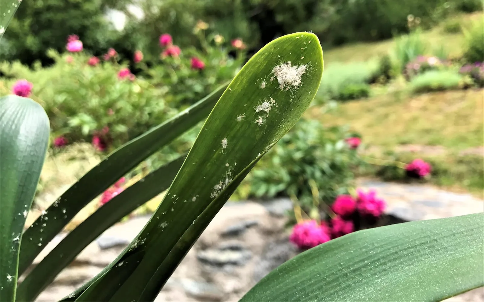 A broad green clivia leaf with several tufts of white cottony fluff along its upper surface