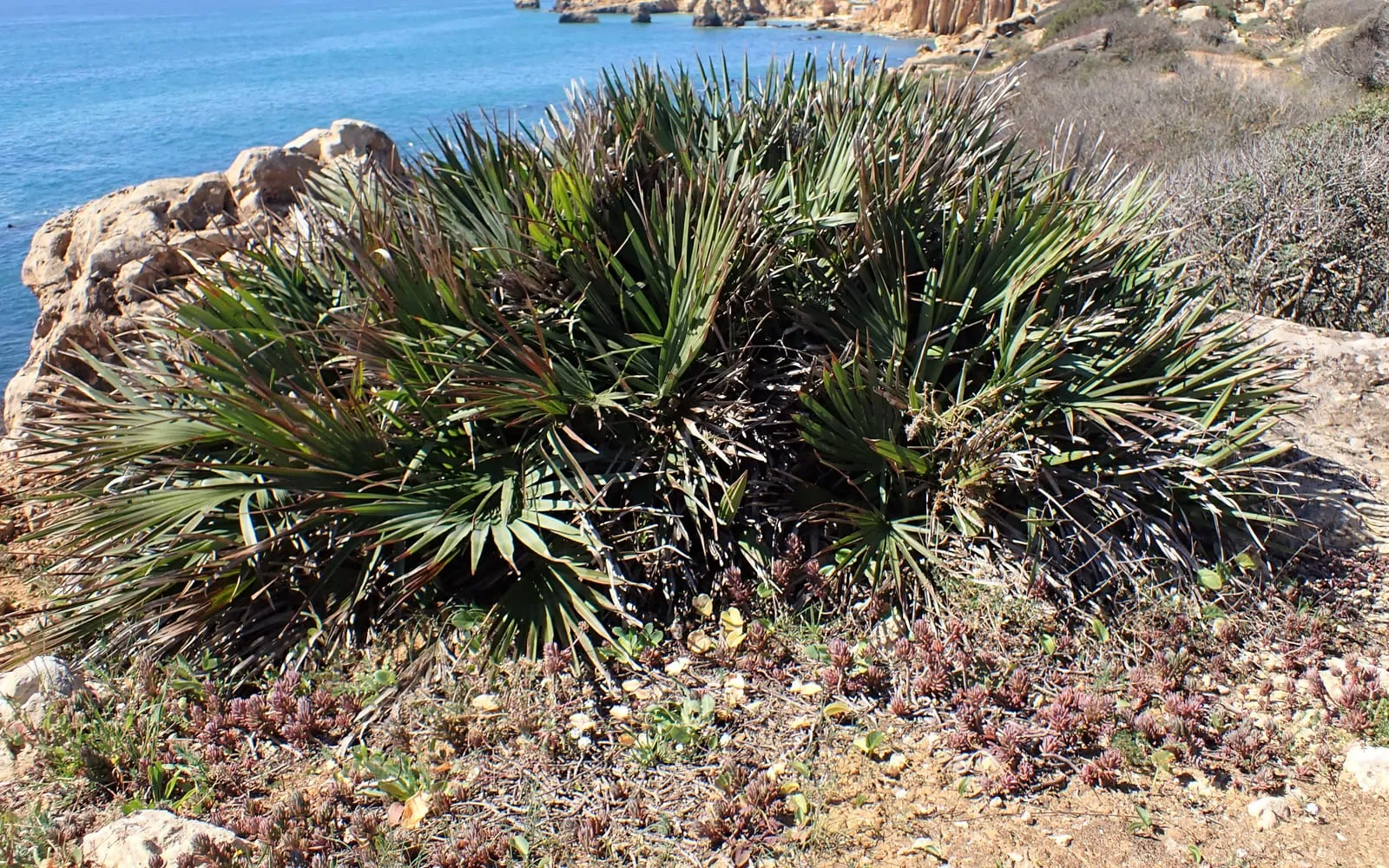 A wide, low, multi-stemmed clump of Mediterranean fan palm with stiff blue-green fan fronds, growing wild on a rocky coastal cliff above the sea