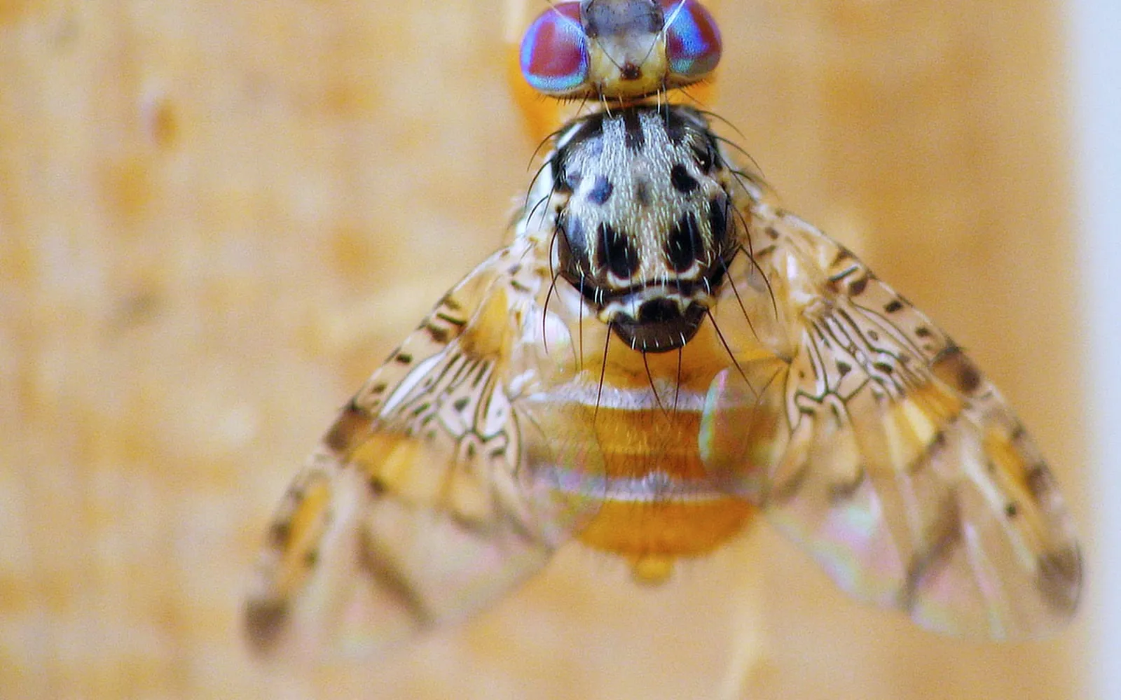 A small fly seen from above with iridescent purple and green eyes, a silvery black-blotched thorax, a banded amber abdomen and wings mottled with brown and yellow bands