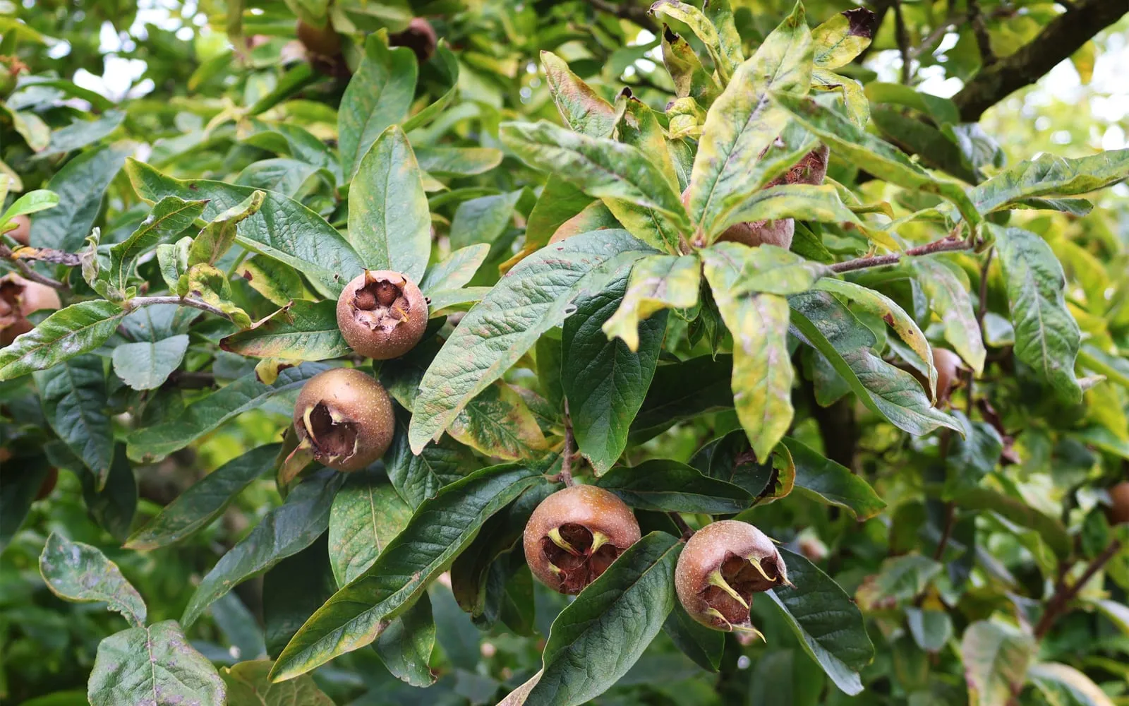 Medlar fruit on the branch, each showing the open calyx at its tip