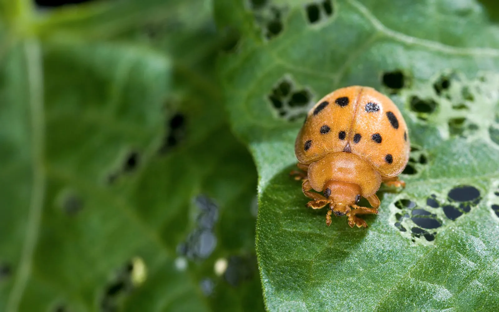 A coppery-orange ladybird-shaped beetle with sixteen black spots, on a bean leaf eaten down to a lace of veins