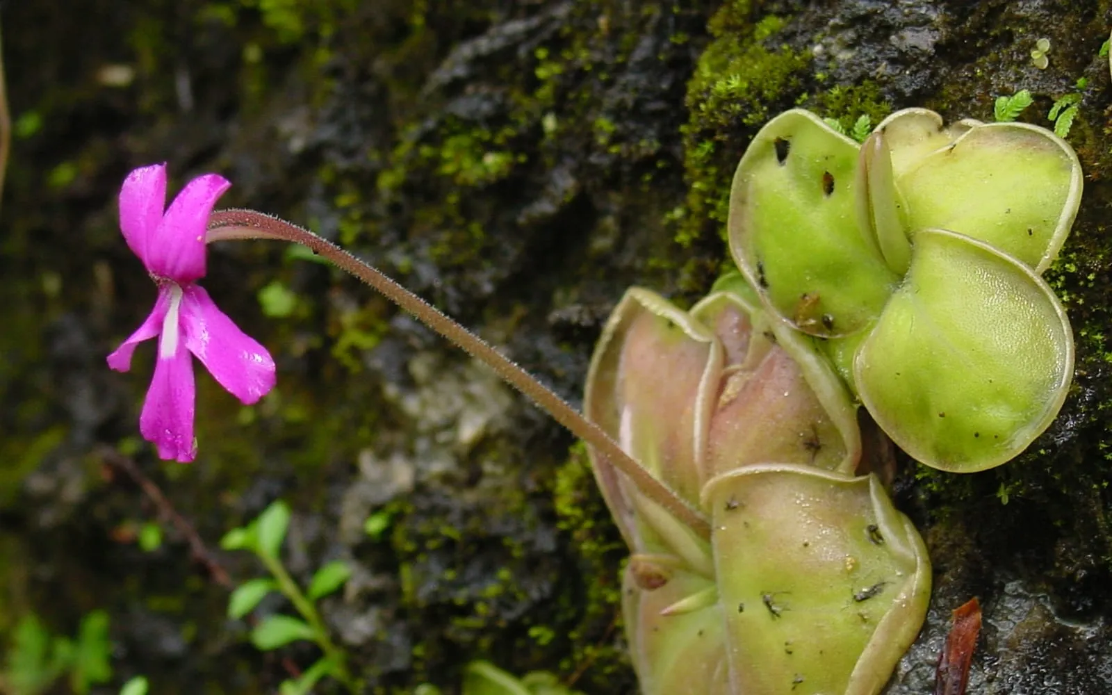 A rosette of pale yellow-green, greasy-looking Mexican butterwort leaves growing on mossy rock beside a violet-purple flower on a hairy stalk