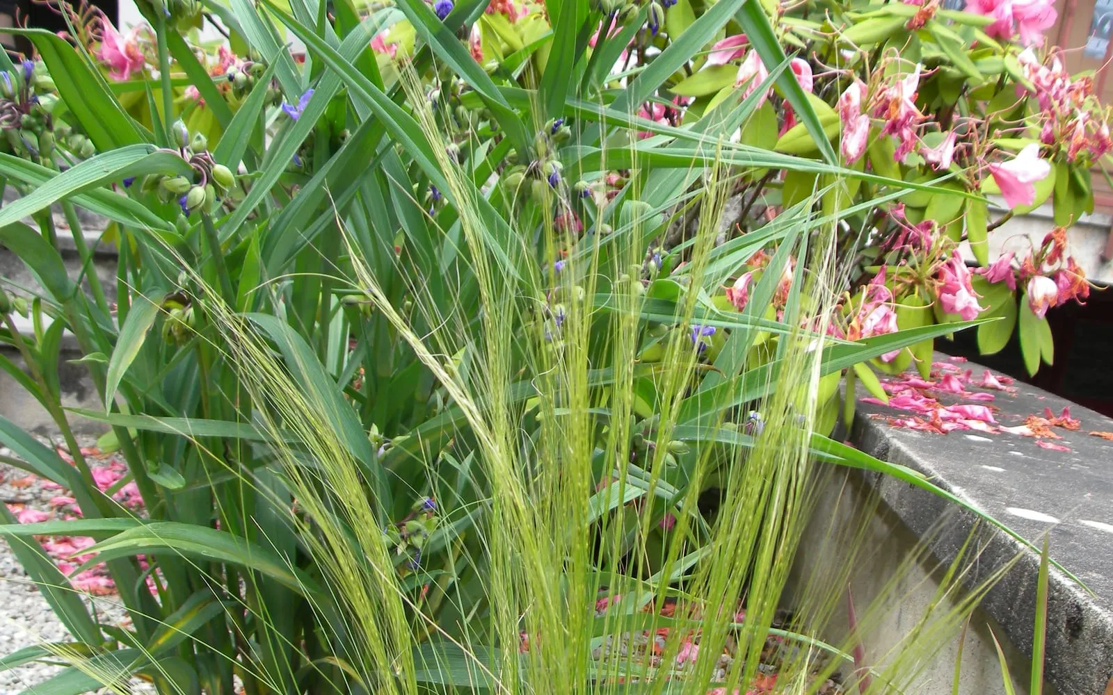 A single rounded tuft of Mexican feather grass with fine, hair-like green blades arching outward in a gravel bed.
