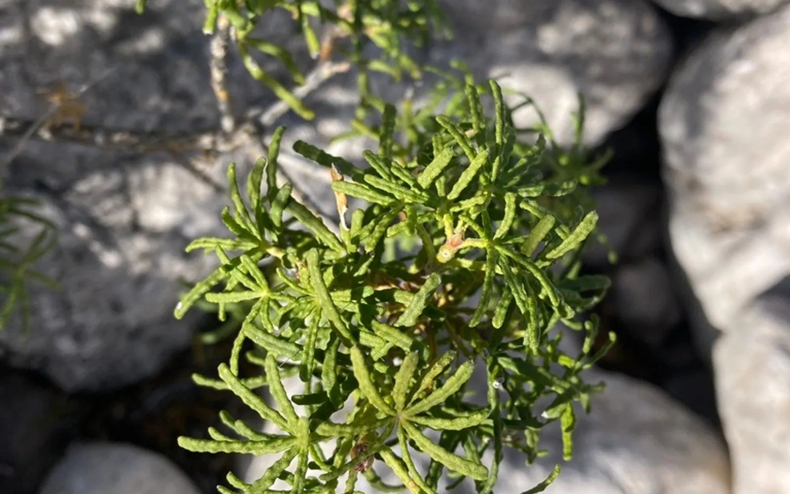 A cluster of Choisya dumosa foliage with narrow, star-shaped divided leaflets, growing among pale limestone rock