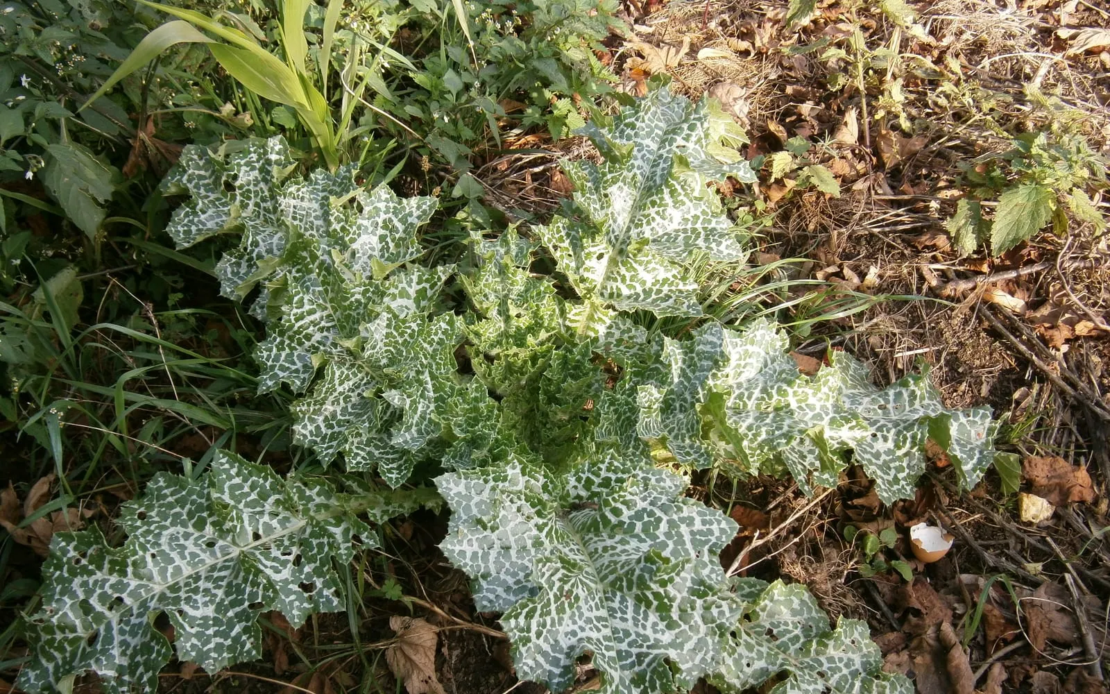 A milk thistle rosette, its spiny leaves marbled with white along the veins