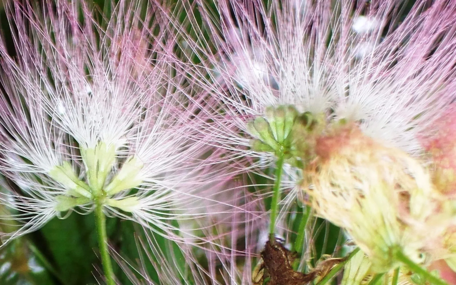 Close-up of pink, silk-threaded mimosa tree flowers, the long stamens fanning out from a small green base