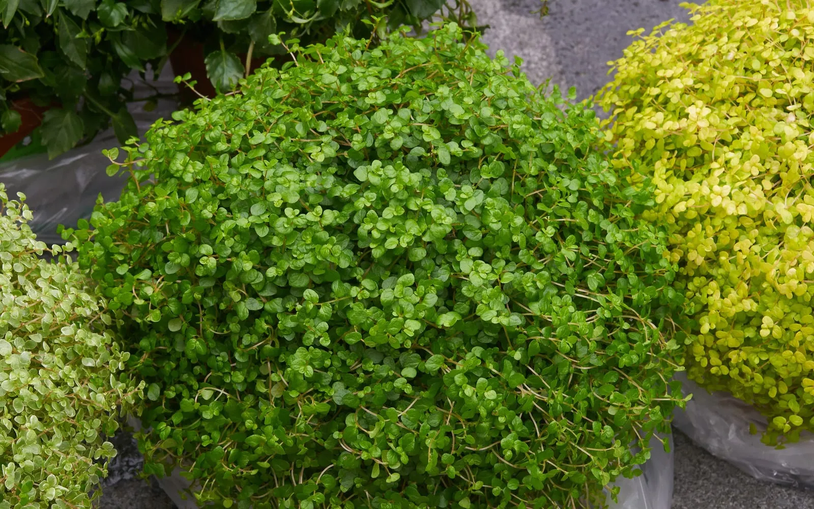 A dense cushion of tiny-leaved mind your own business beside a golden-leaved form