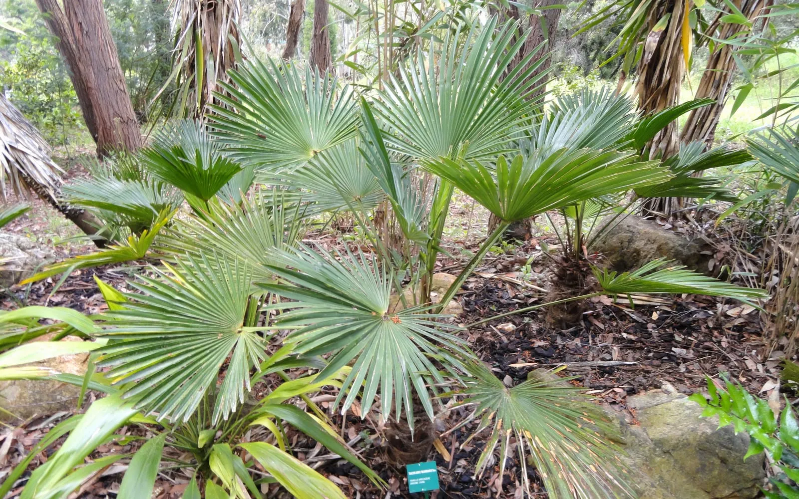 A miniature chusan palm with a compact head of stiff, fan-shaped leaves on a fibrous trunk