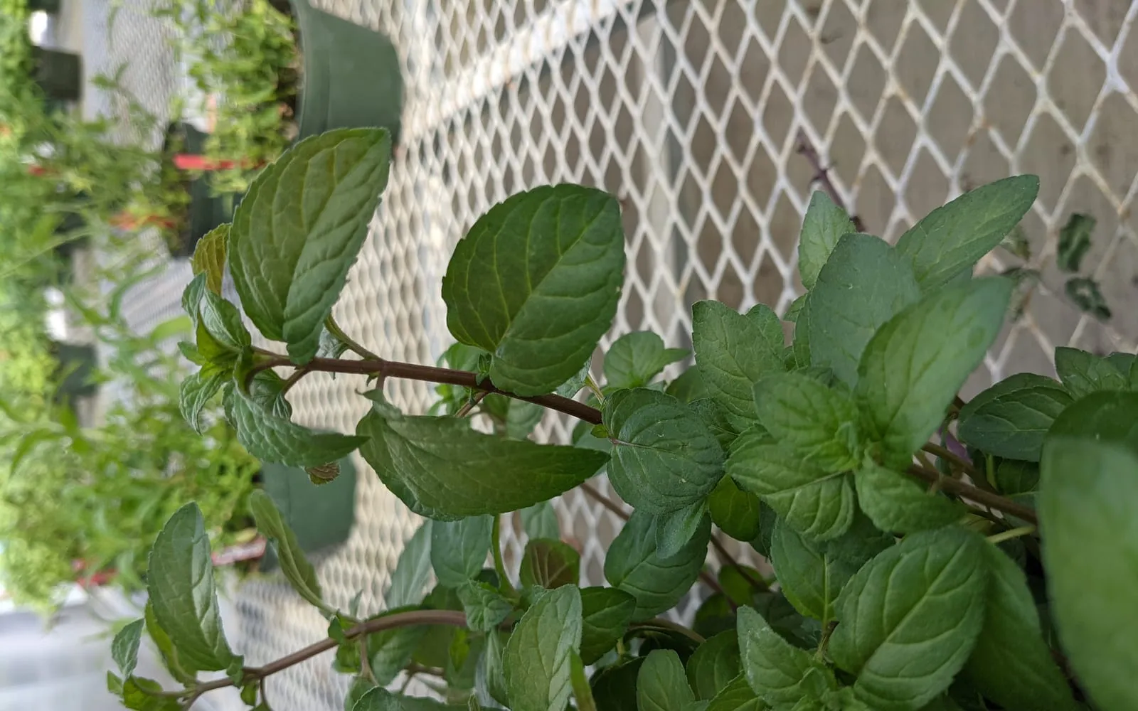 A peppermint plant with dark green toothed leaves on square stems